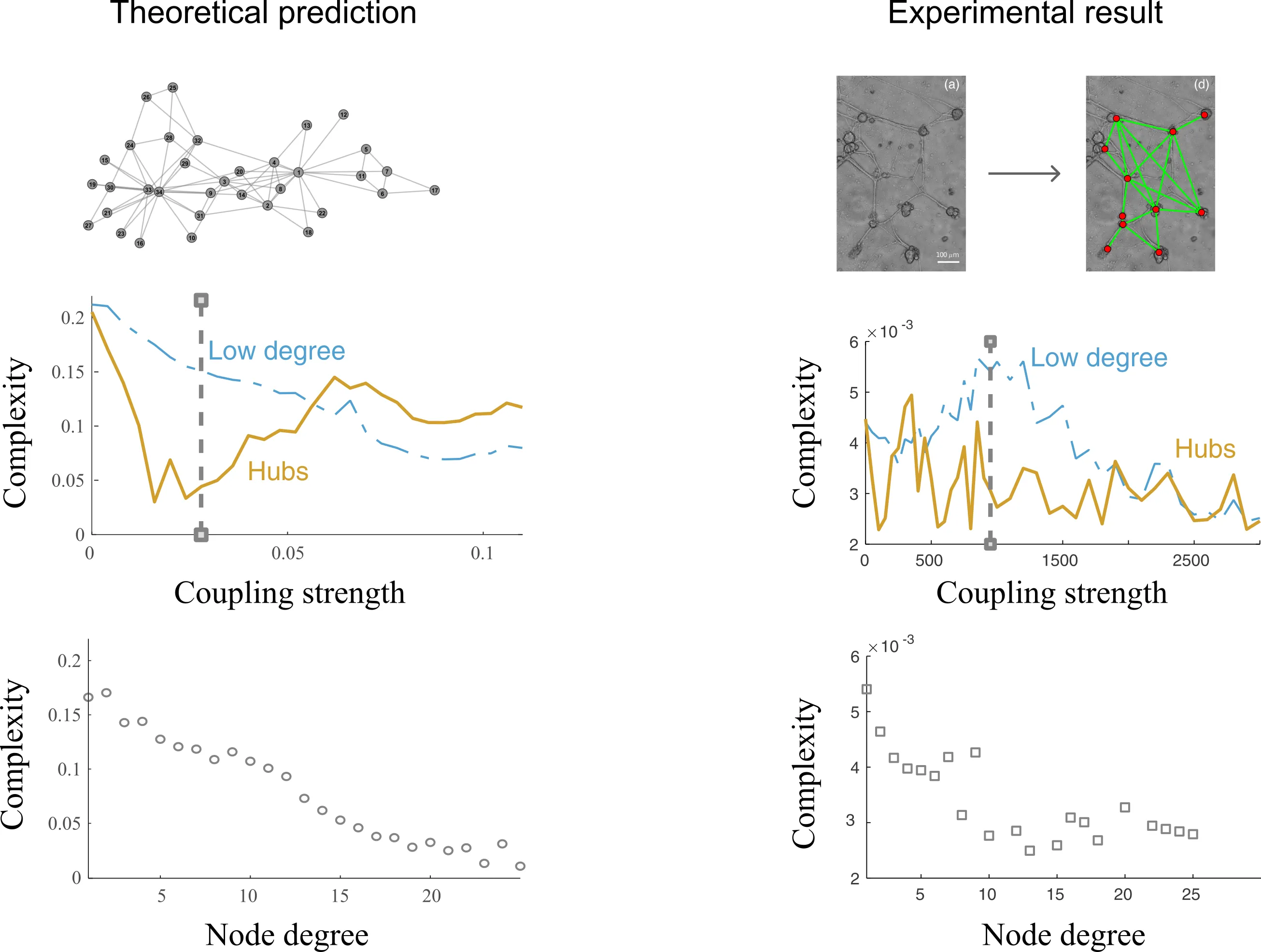 Theoretical prediction beside experimental result: a model network and a culture of neurons, each with plots of complexity against coupling strength, where low-degree nodes and hubs behave differently, and of complexity falling as node degree grows